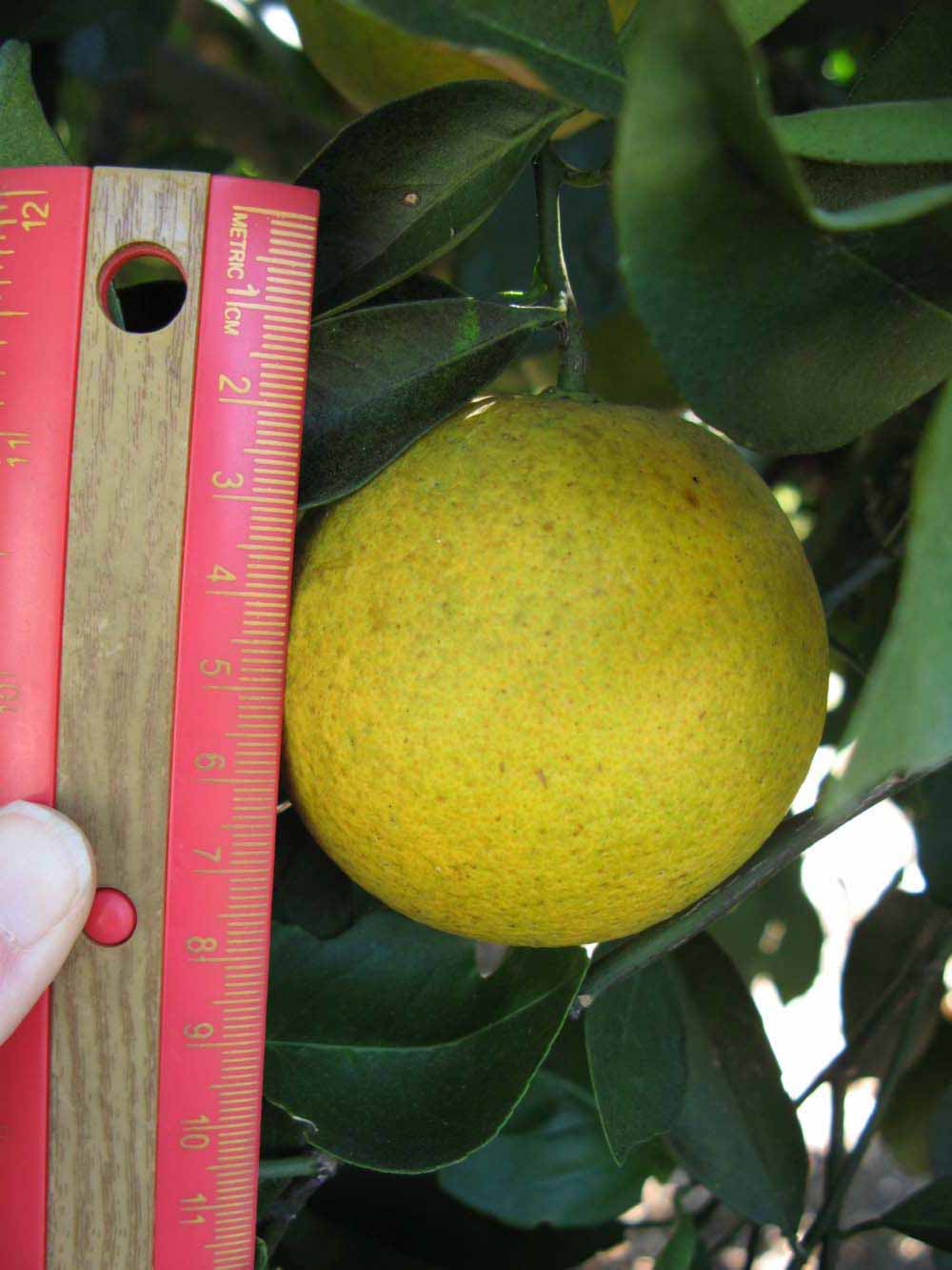              Fruit (Winter Haven, FL)       